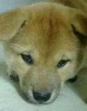もももの画像