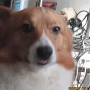 香の画像