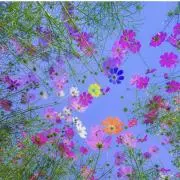 るるの画像