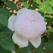 みんとの画像