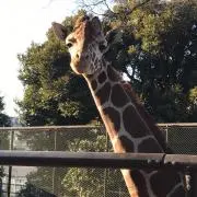 たろろの画像