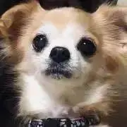 プロフ読んでね♢◕ ᴥ◕♢ちわわダンス店の画像
