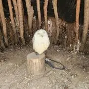 なっちの画像