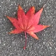 キチィ