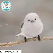 もず子の画像