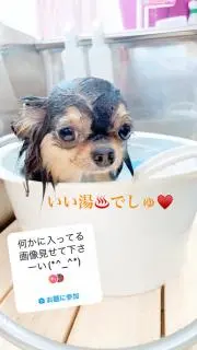 ちわ吉の画像