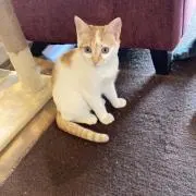 Yurifoの画像
