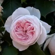 taraの画像