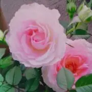 roseGの画像