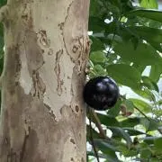 eeの画像