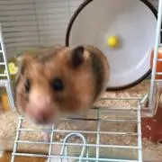 ヤムチャの画像