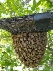 キンリョウヘン 白花3鉢 日本蜜蜂 誘引 - メルカリ