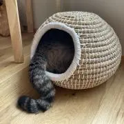 itiの画像