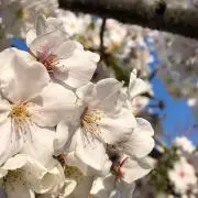 ふうの画像