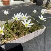 ぜふぃ