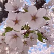 SA_yaの画像