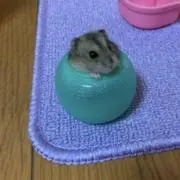 シロモの画像