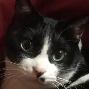 sally