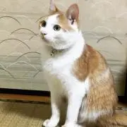 ゆりあの画像