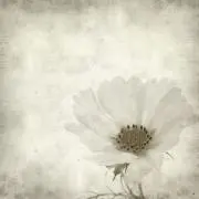 あみの画像