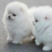 ちくわの画像