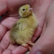 あーちゃん