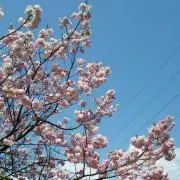 みこ♪