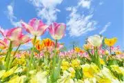 はんこっく【各種割引してます♪】の画像