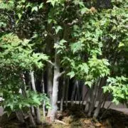 Tottoの画像
