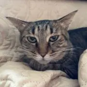 さくらの画像