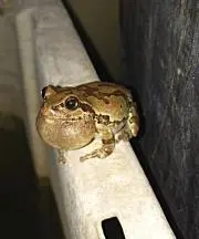 ちーめろ
