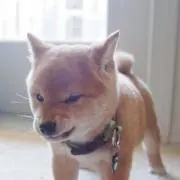さっちもの画像
