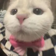 kico^ᴗ.ᴗ^♡の画像