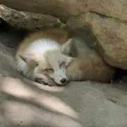 ‘ゆきなご,の画像