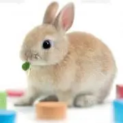 Franの画像
