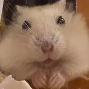 キョロちゃんの画像