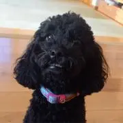 わんこの画像