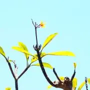 こころの画像
