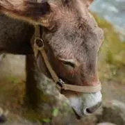 ぽちの画像