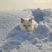 むねちゃん