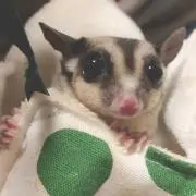 びびまま