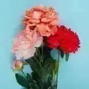 おはなはな