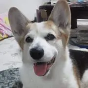 愛子ちゃんの画像