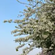suyaの画像