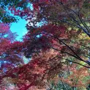 RJKの画像