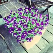 paraparaの画像