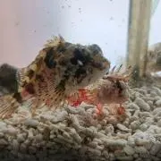 にににの画像
