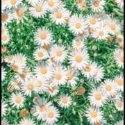 デイジーの画像