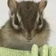 ボギー　次回発送は水曜日ですの画像