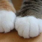 ぽっけ